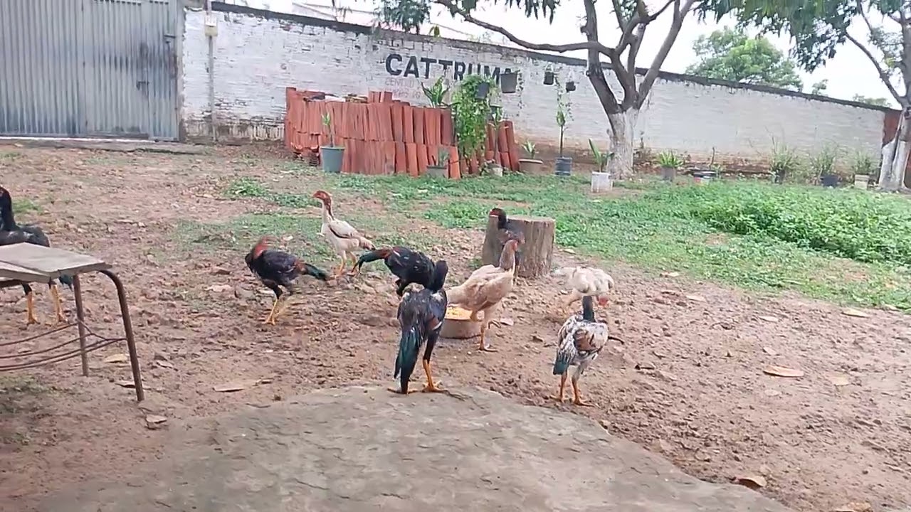 Vendo 3 Frangos Carioca Puro PO Caboclo 