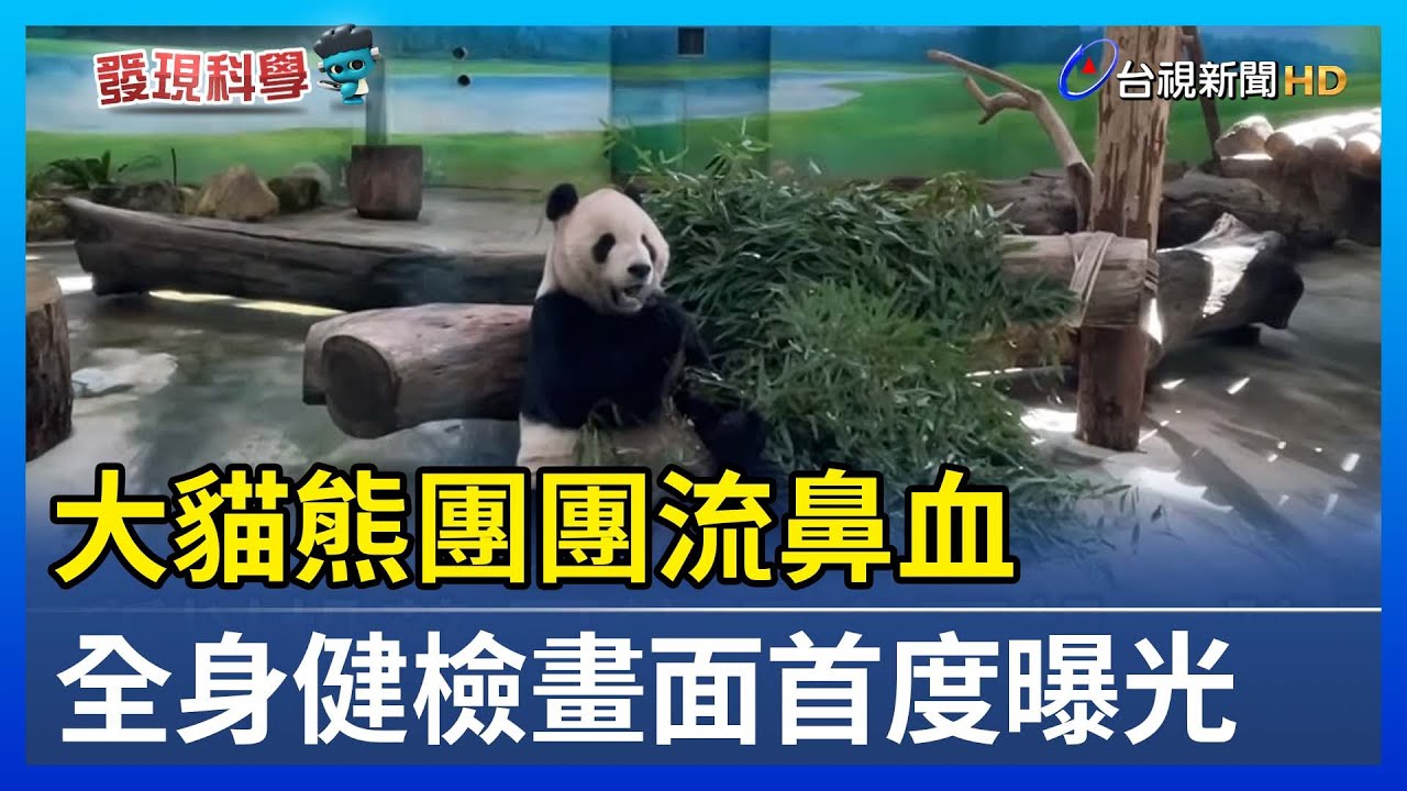 大貓熊團團流鼻血 全身健檢畫面首度曝光【發現科學】