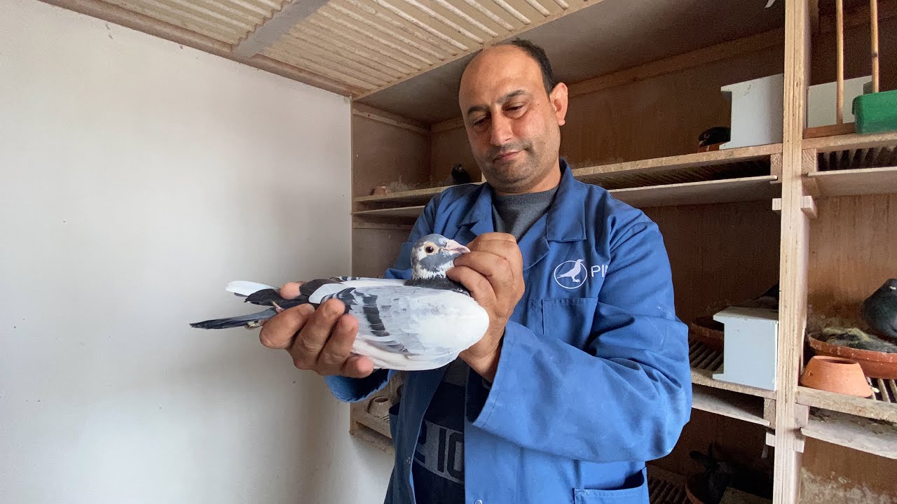 الحلقة 20 : سلسلة التعريف بالسلالات مع البطل المخضرم👈🏻 خنوس صلاح الدين🔥🕊 212608983388+📞