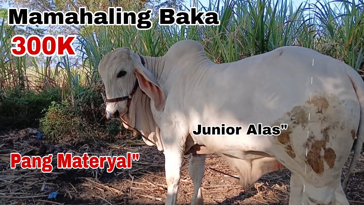 Pagbisita