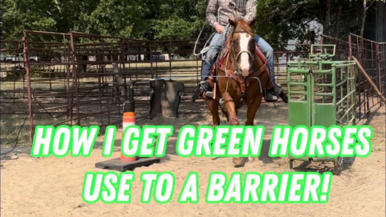 How to get green horses use to the barrier! 2024