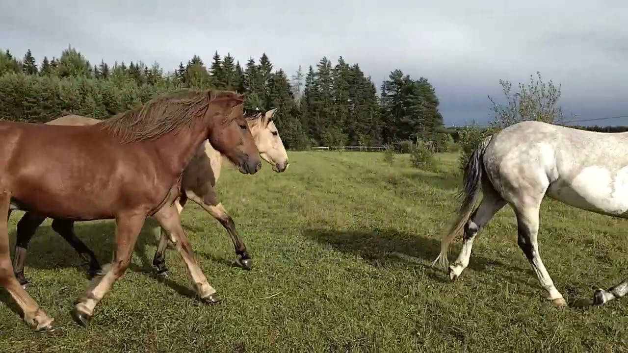 lauman jälleenyhdistäminen
