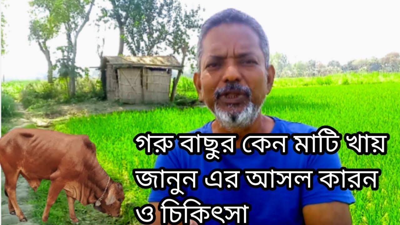 গরু বাছুর মাটি খায় কেন জানুন এর আসল কারন ও চিকিৎসা | পিকা রোগের কারন ও চিকিৎসা