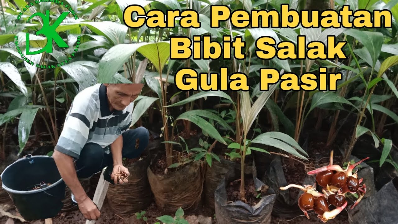 Cara membuat Bibit Salak Gula Pasir BUANA KORSIKA FARM