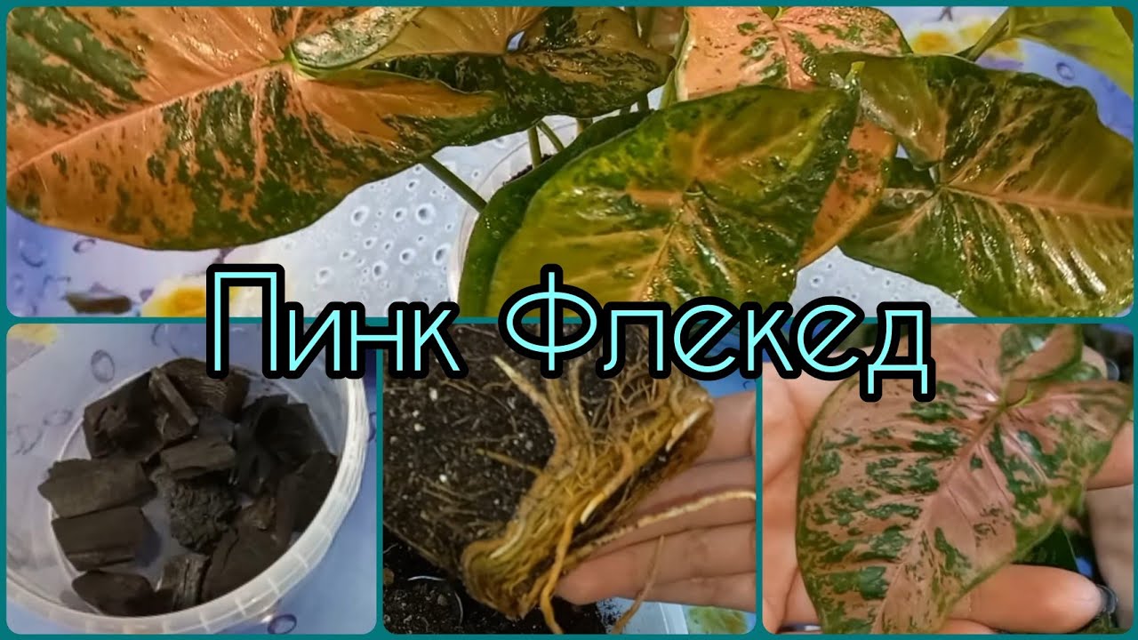 Удивительный СИНГОНИУМ Пинк Флекед🌱Каждый лист уникален🌸Формирование куста🌱Размножение🌸Пересадка🌱