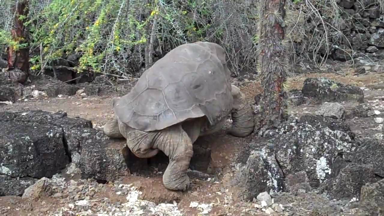 Lonesome George ambles away
