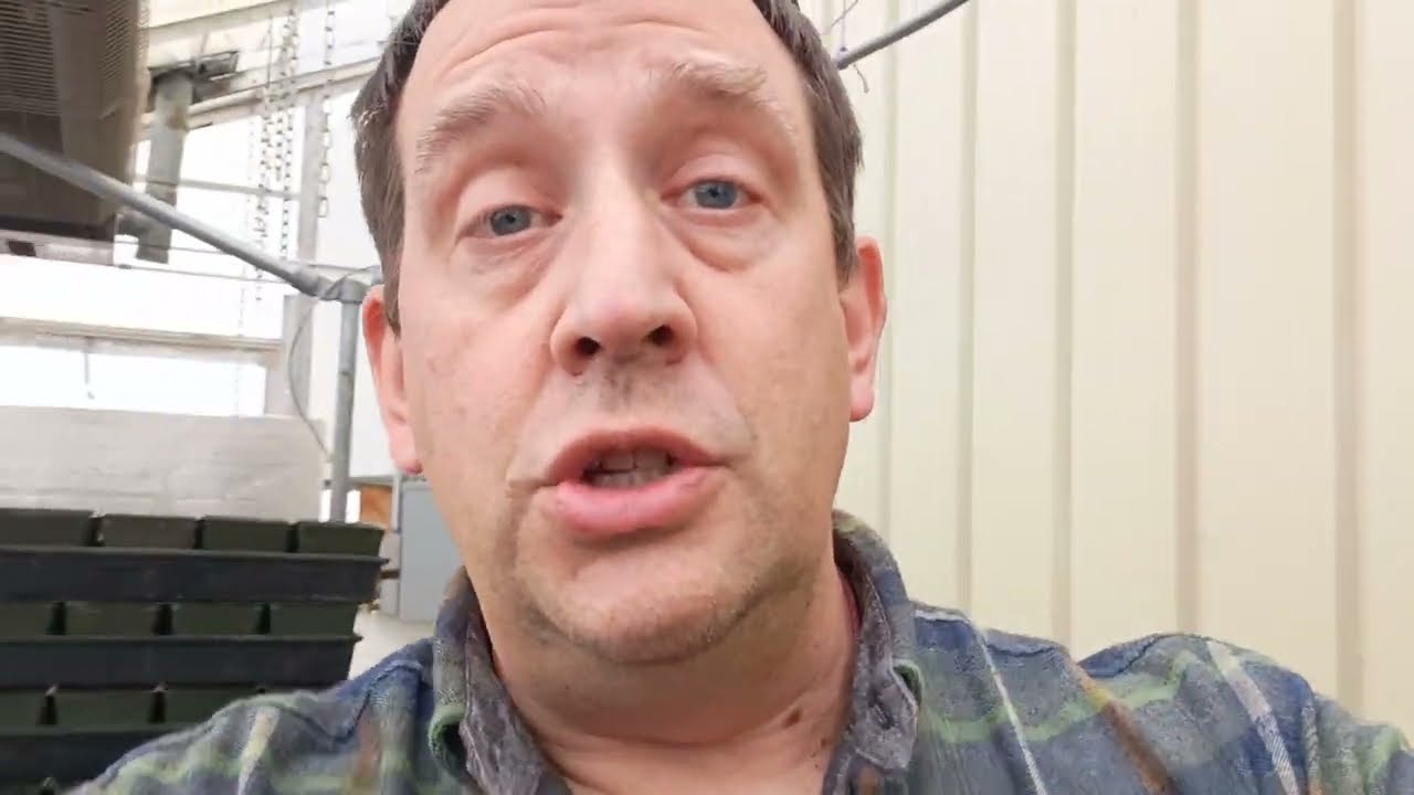 Yellowing Petunias?  How to fix it.  #plants #flowers