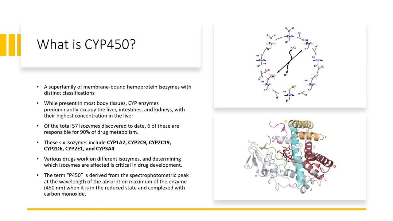 Cytochrome P450 (CYP450) | A Superfamily of Enzymes Affecting Drug Metabolism and Interactions