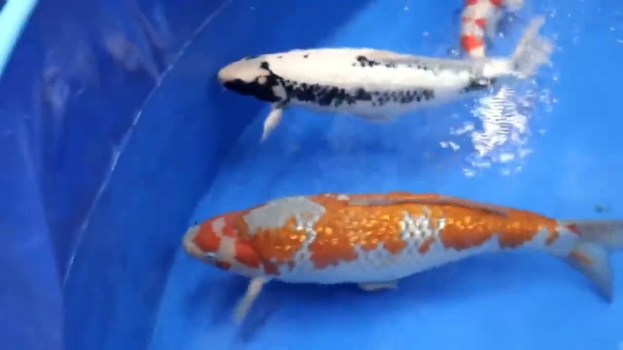 Rare Koi in Japan TOP 15