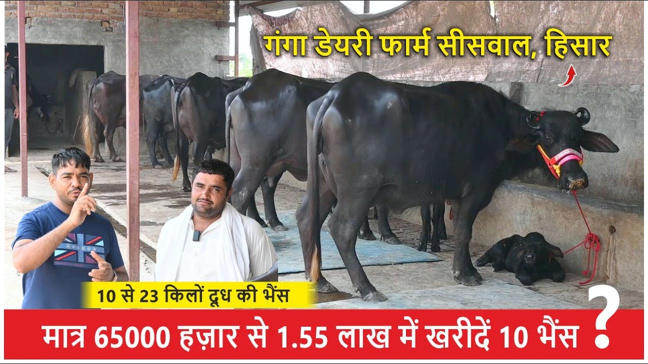 मात्र 65000 हज़ार से 1.55 लाख में खरीदें 10 भैंस || GANGA DAIRY FARM SISWAL, HISAR