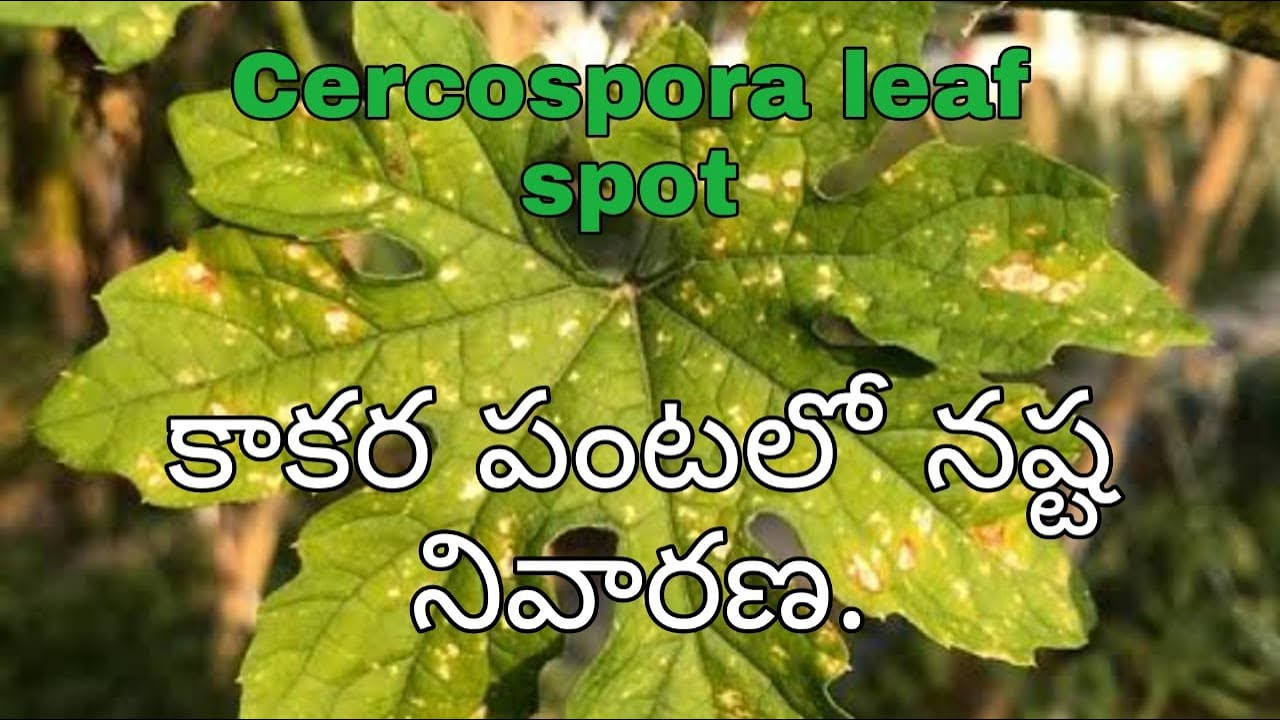 Bitter Gourd - Cercospora leaf spot control | కాకర పంటలో ఆకుమచ్చ తెగులు నివారణ |