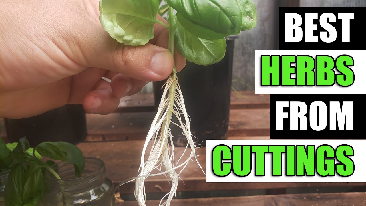 Top 5 Herbs To Grow From Cuttings - Garden Quickie Episode 118
