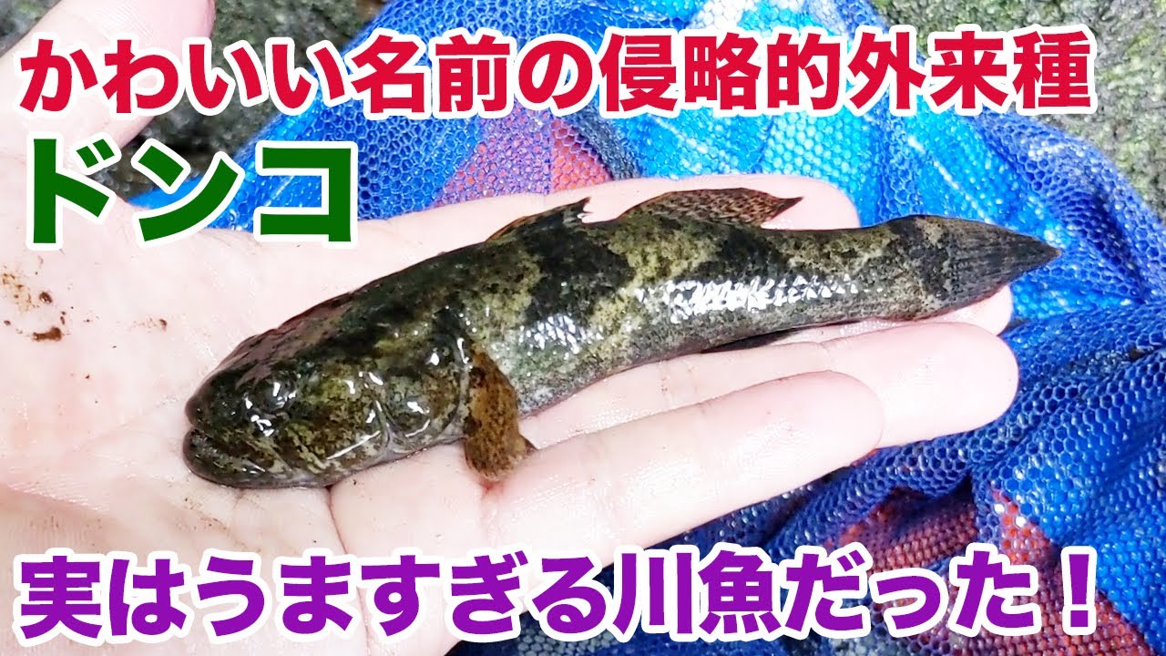 かわいい名前の侵略的外来種「ドンコ」は絶品の川魚だった