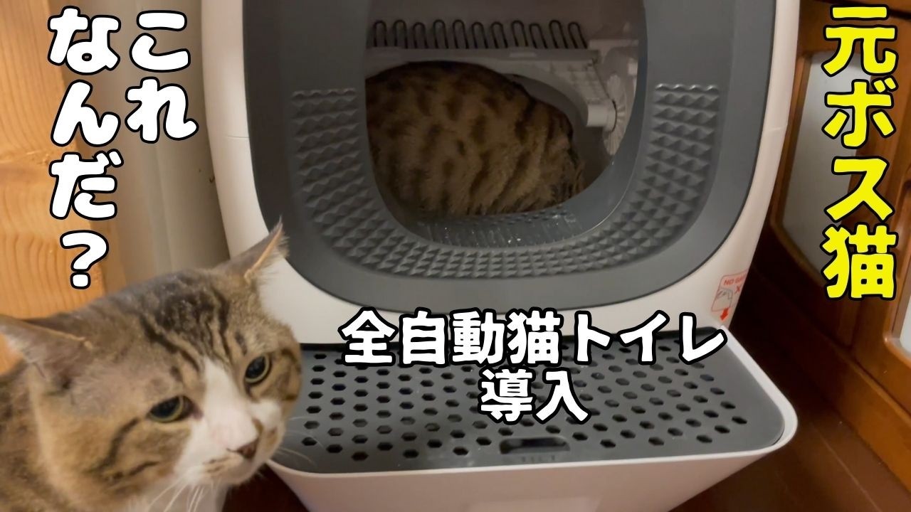 【全自動猫トイレ】猫たちの反応違いすぎて笑えた！【RealScooper】