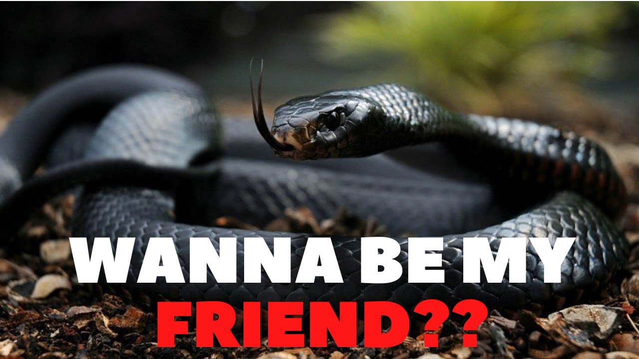Here&rsquo;s Why Snakes Also Love Their Owners
