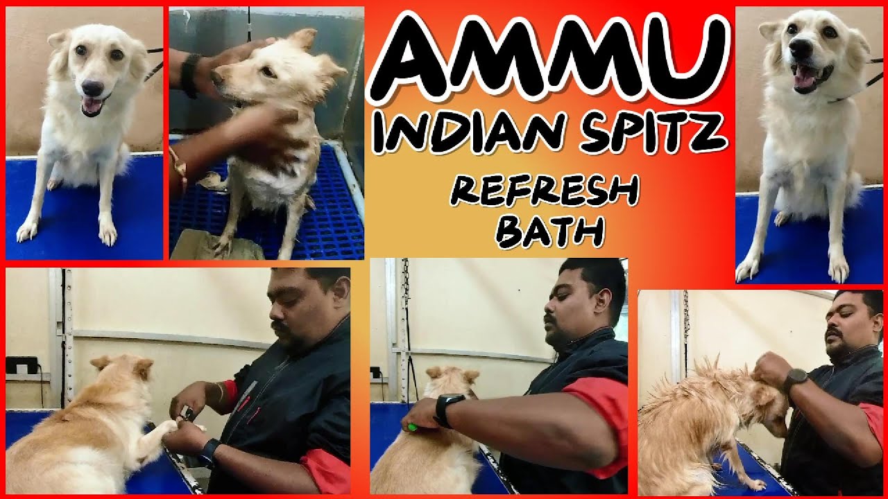 AMMU POMERANIAN INDIANSPITZ FUR MAINTENANCE NAILCUT AND REFRESH BATH AT DOG SPA //DOG GROOMING TAMIL