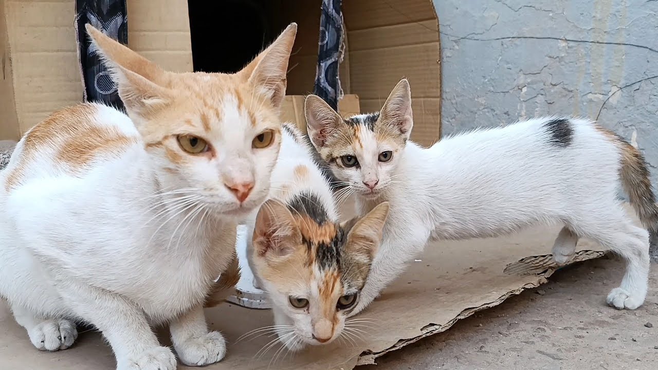 Mother cat took her kittens out of box to test their curiosity