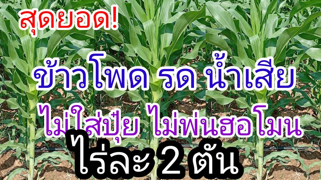 ข้าวโพดเลี้ยงสัตว์ ไร่ละ2ตัน ไม่ใส่ปุ๋ย ระบบน้ำเขียว งามมาก
