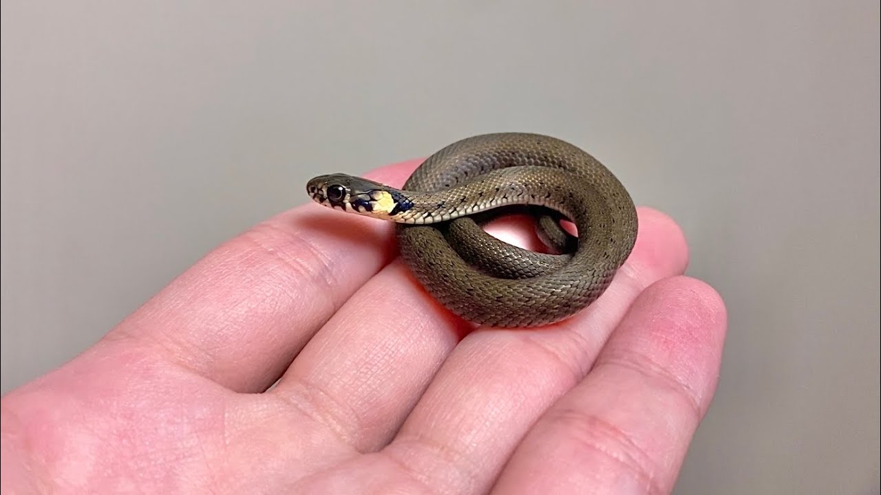 ｢生き餌｣しか食べなかったヘビが｢人工餌｣食べるようになった方法！　natrix natrix natrix
