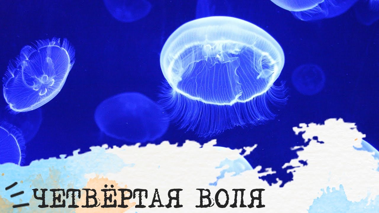 четвертая воля
