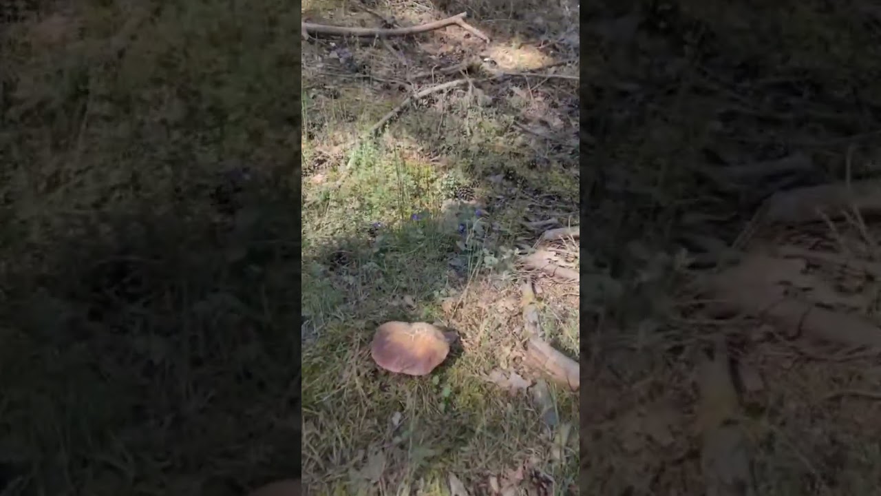 boletus 2024 #mushroom #fungi #nature #mountain #forest #2024 #boletus #pinicola #zizenfamia