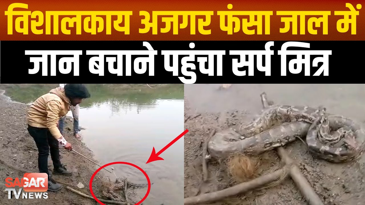 10 फ़ीट का विशालकाय अजगर फंसा मछली के जाल में, मछुआरे के उड़े होश  |SAGAR TV NEWS|