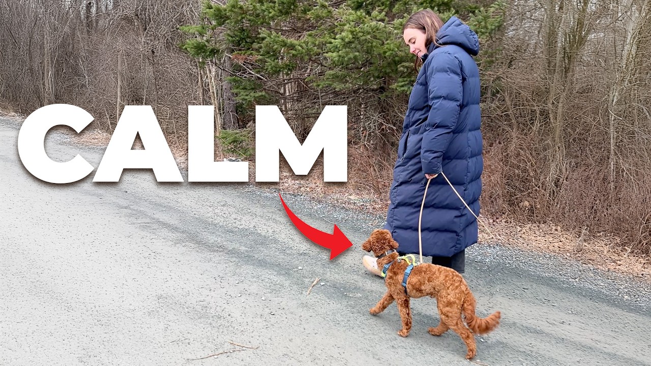 This Trick Stops Reactivity on Walks and At Home