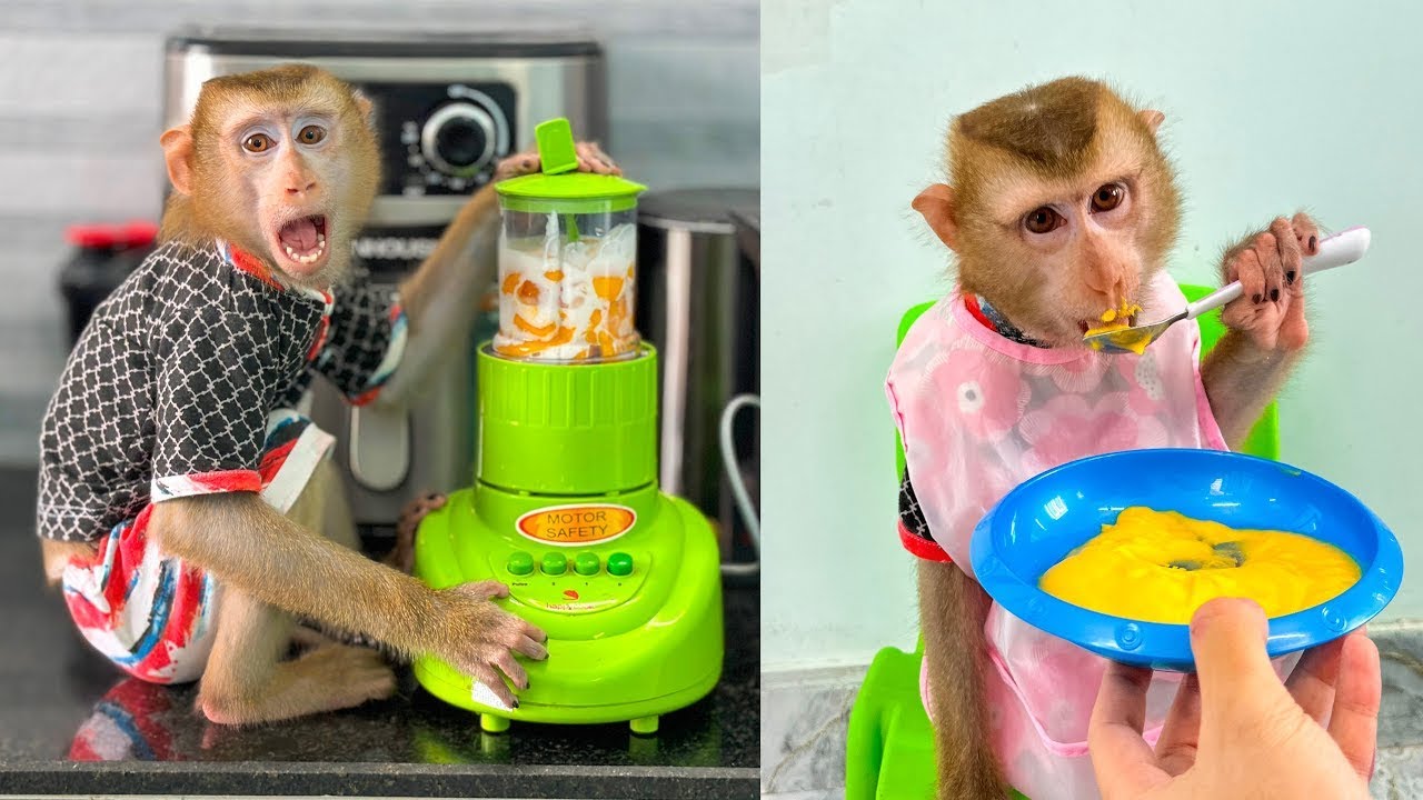 Monkey Kaka enjoys the super delicious mango smoothie made by dad.