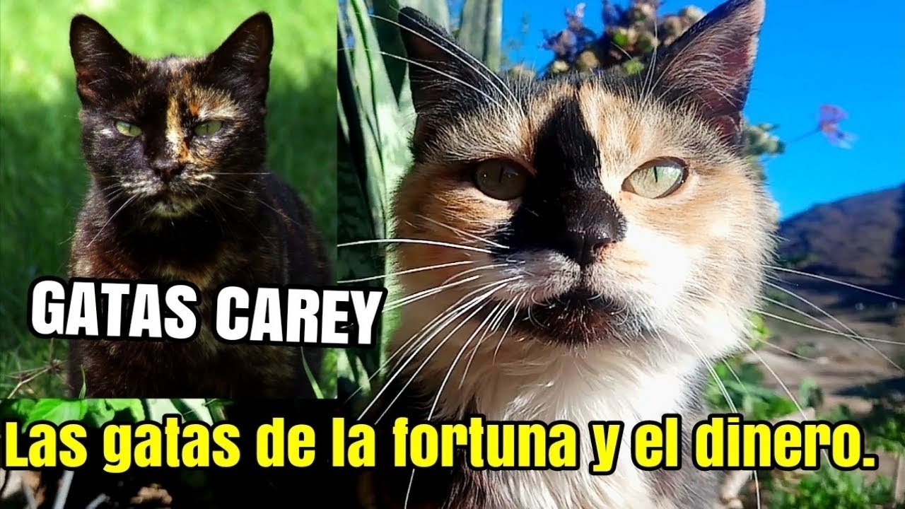 GATAS CAREY