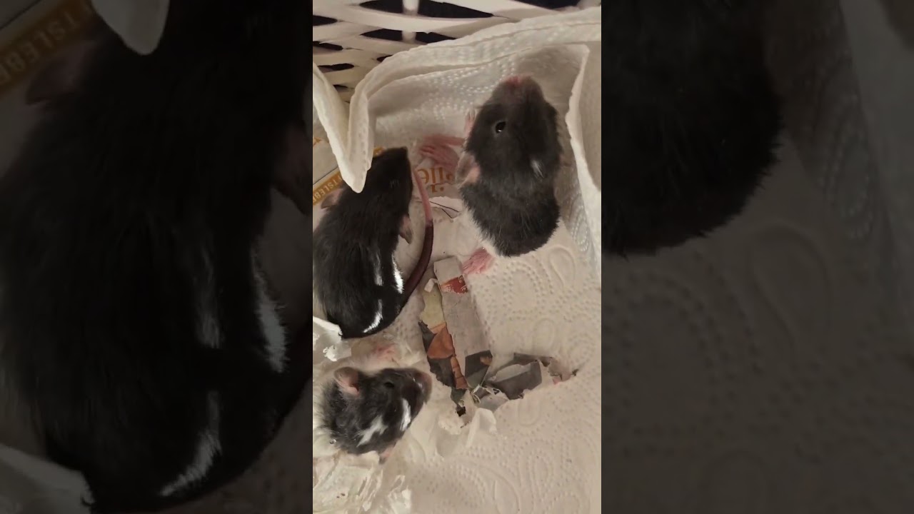 BABYALARM- Zwergratte Jolie bekommt Nachwuchs