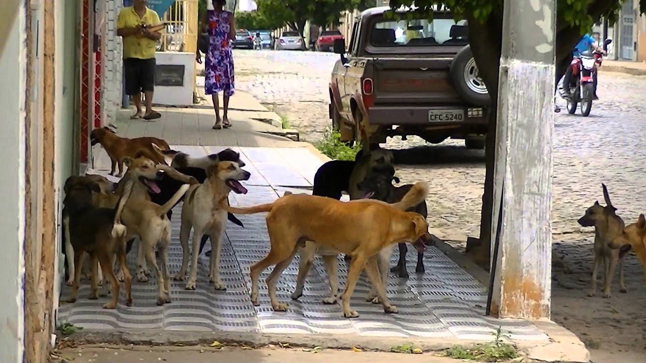 Briga de Cachorros por uma Cadela