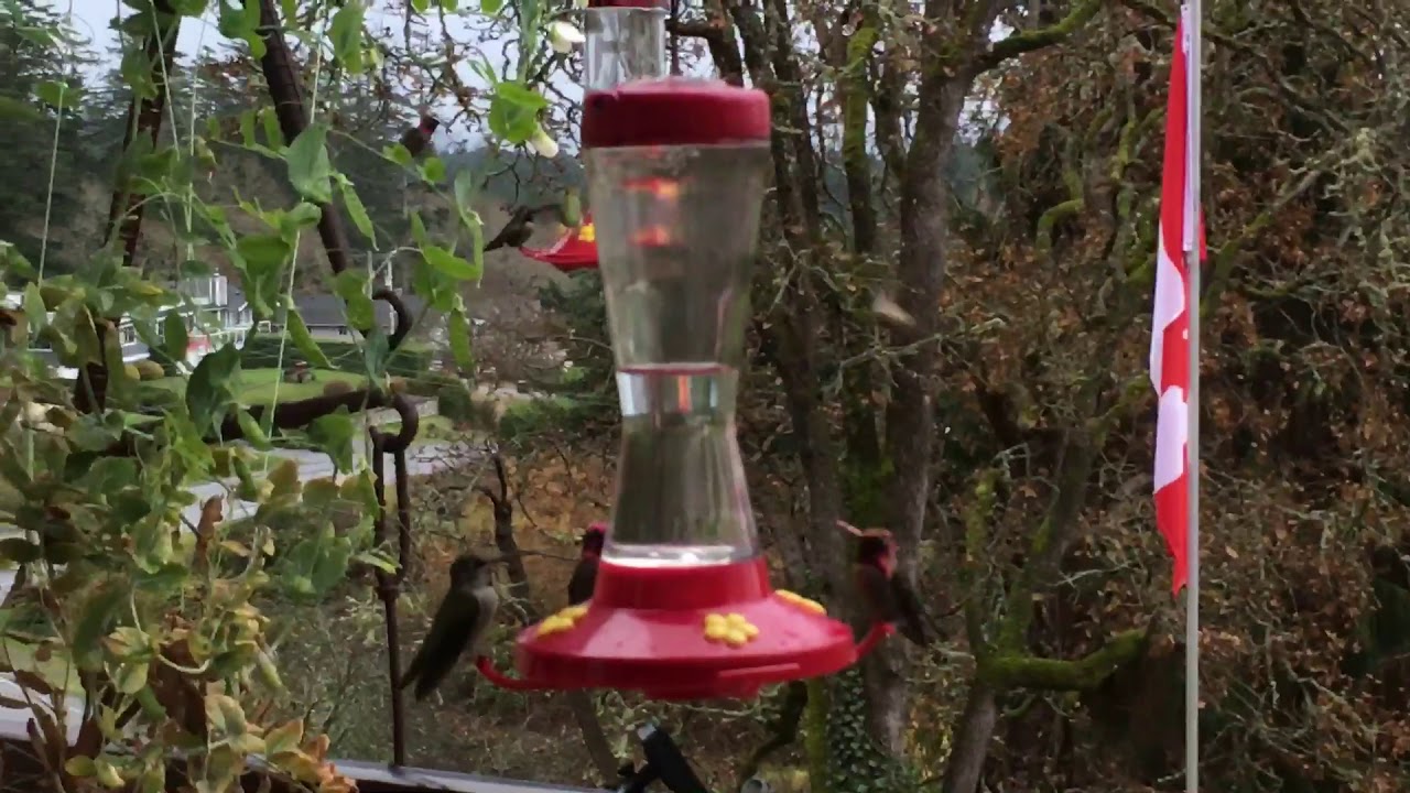 My visitor with the unusual white beak