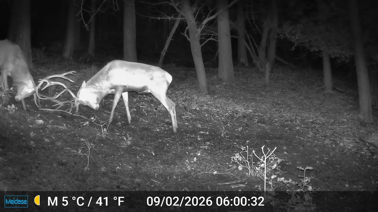 GIANT RED DEER FIGHT caught on camera