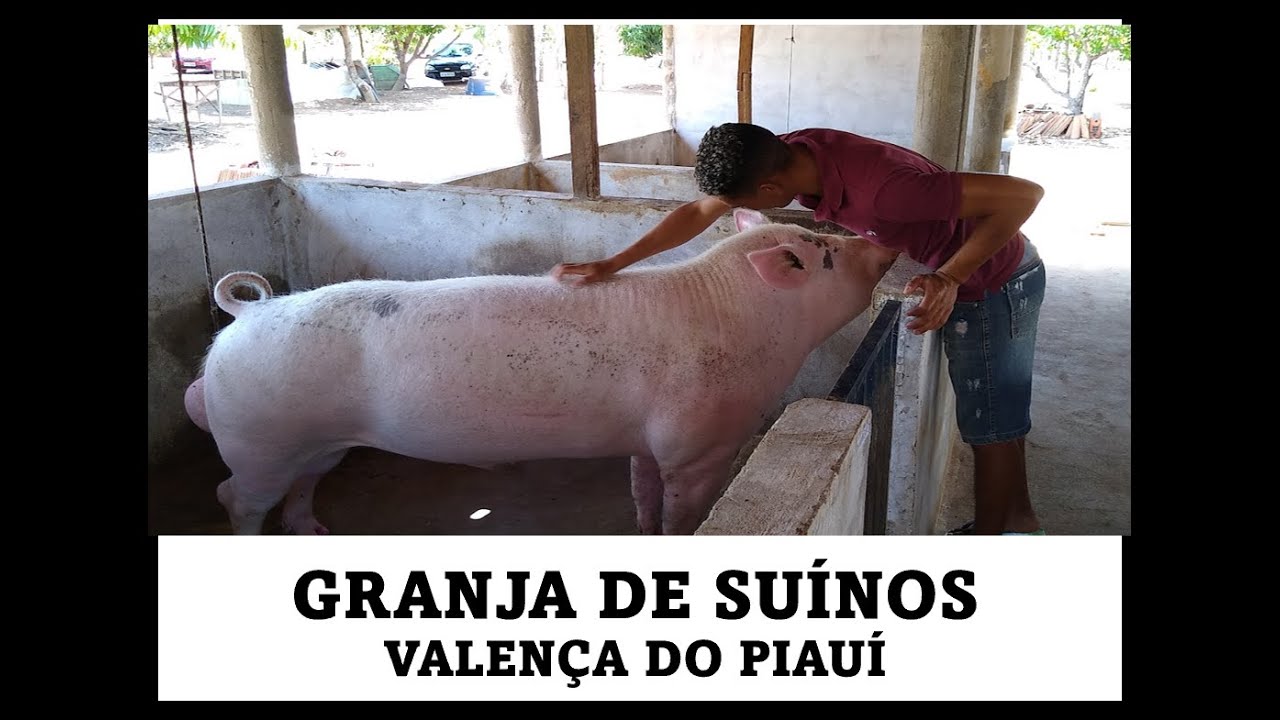 Granja de suínos Pedro Cearense, Valença do Piauí