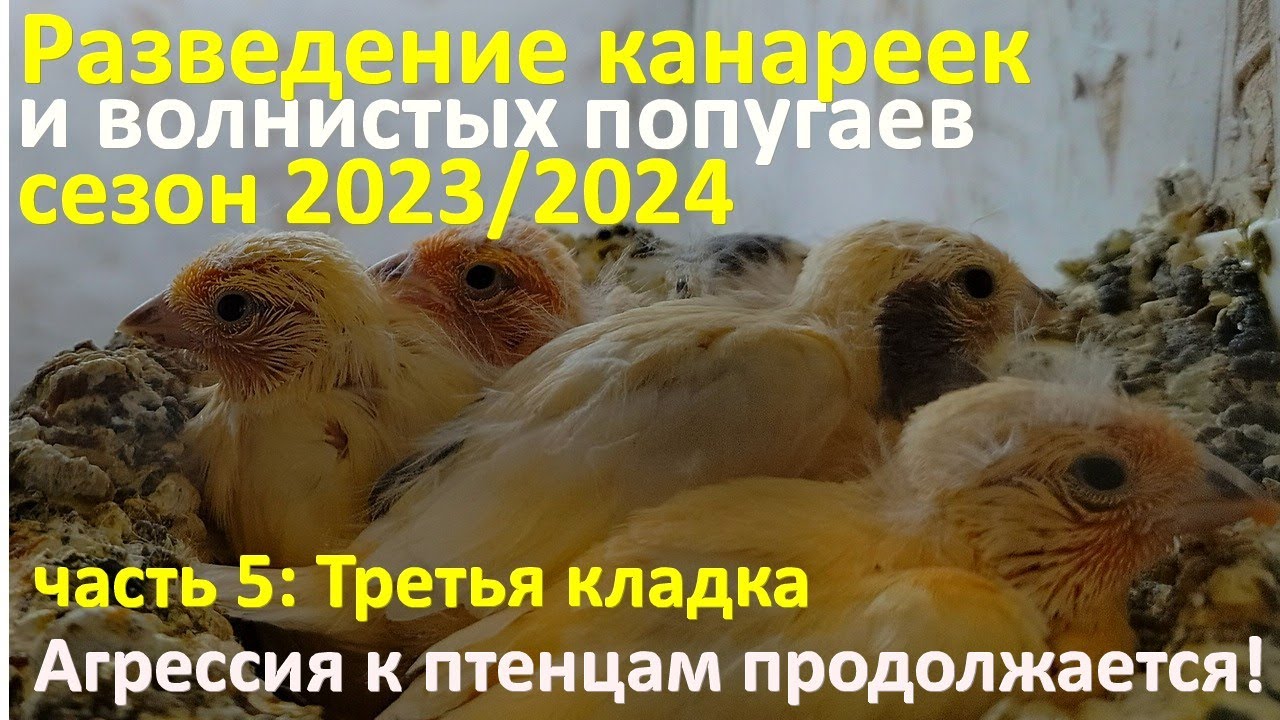 Разведение канареек и волнистых попугаев. Самка заклевывает птенцов!