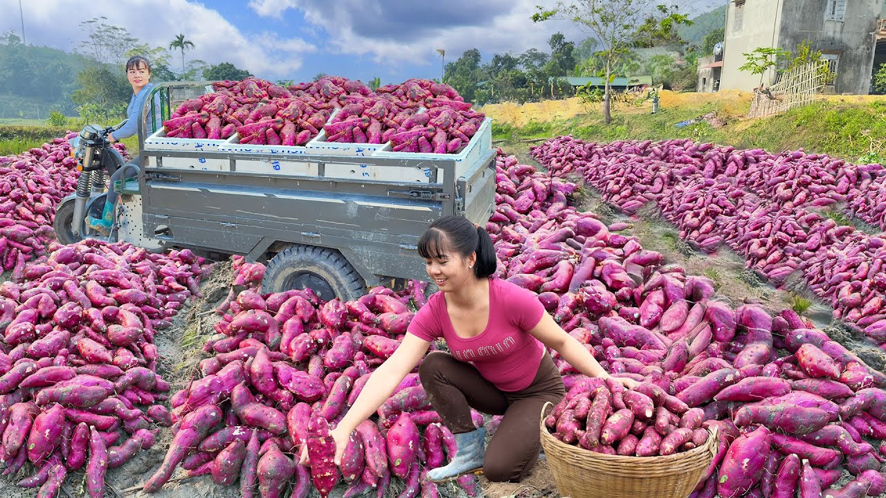 Use 3-Wheeled Vehicle Harvesting Many Sweet Potatoes Go To Market Sell - Farm Life