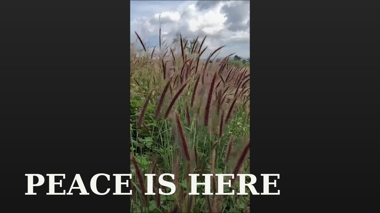 Sometimes, Peace Looks Like a Field of Wild Grass  #PeacefulNature #RelaxingNature #NatureHealing