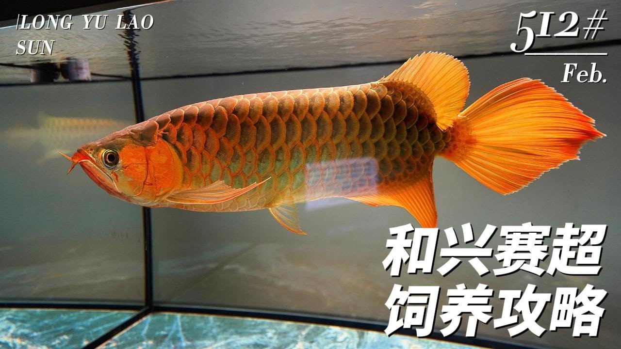 #512 和兴赛超红龙饲养攻略