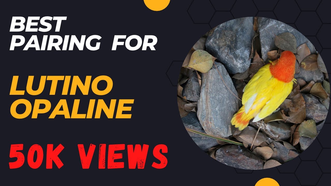 Lutino opaline Lovebirds /How We Produce  Top Quality Lutino Opalines