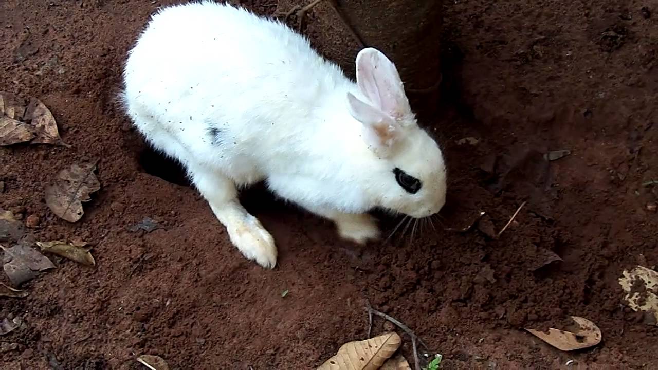 TOCA DE COELHO NO QUINTAL