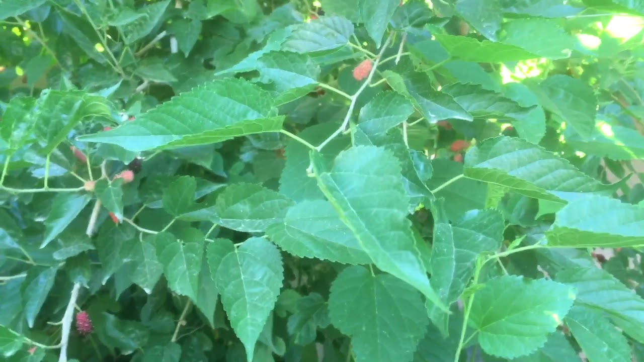 Should I grow a Mulberry Tree?