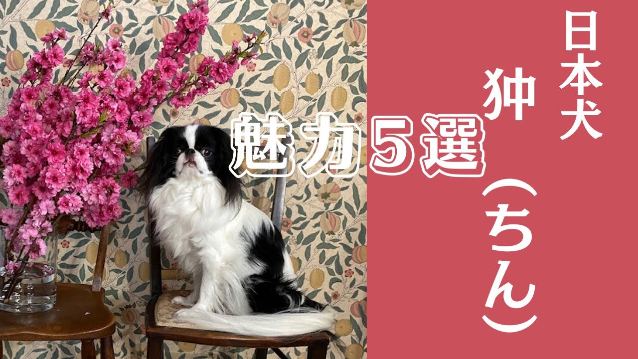 【日本犬狆（ちん）】魅力を5選｜歴史ある日本犬狆のここが好き|　茶々丸のもようの名前　Japanese Chin 【with English subitiles】