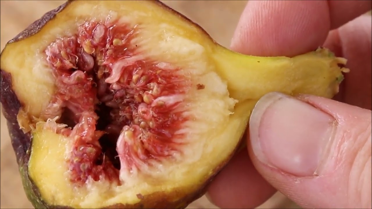 Tasting a Socorro Black (Breba) Fig - AZ 9B