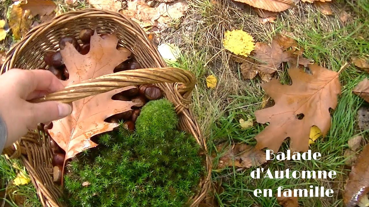 On vous emm&egrave;ne en balade avec nous 🌲 For&ecirc;t alsacienne en Automne 🍁