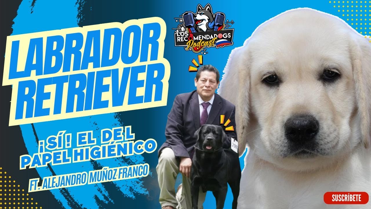 Labrador: la raza que nunca pasa de moda,  un clásico en el mundo de los perros Ep13LosRecomendaDogs
