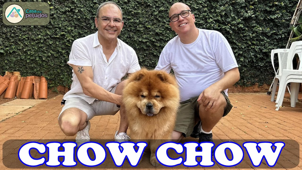 CHOW CHOW: O cão LEÃO mais FOFO do MUNDO! Descubra seus SEGREDOS!