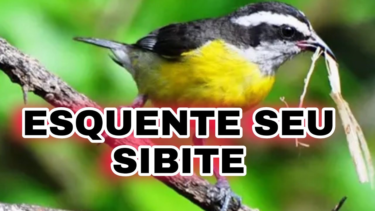 🟢 ESQUENTE SEU SIBITE ,FEMEA DE CAMBASICA  CHAMADO 