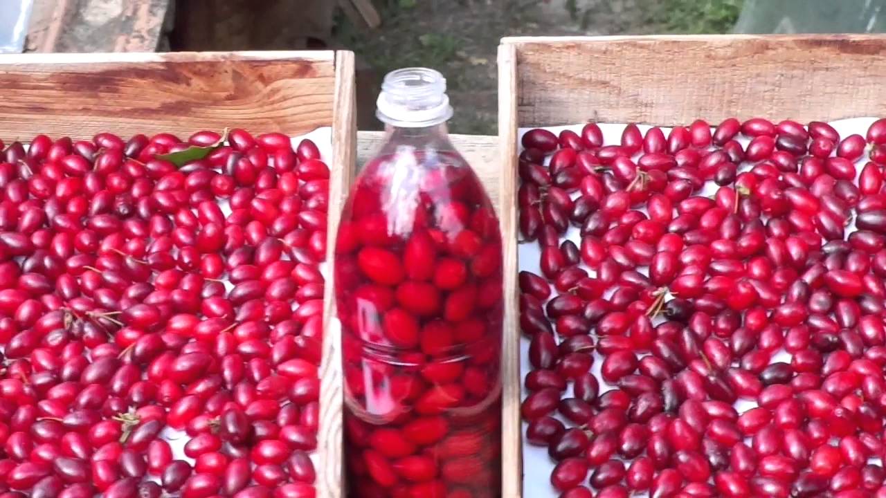 Соленый кизил - и закуска, и лекарство от геморроя.