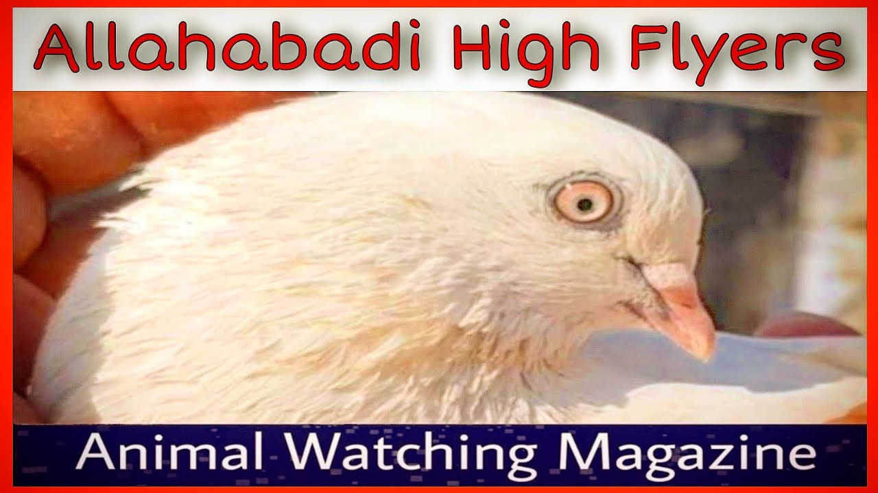 Allahabad ke mashoor Nildume Kabootar || Bedagh Nildume High Flying Kabootar ||