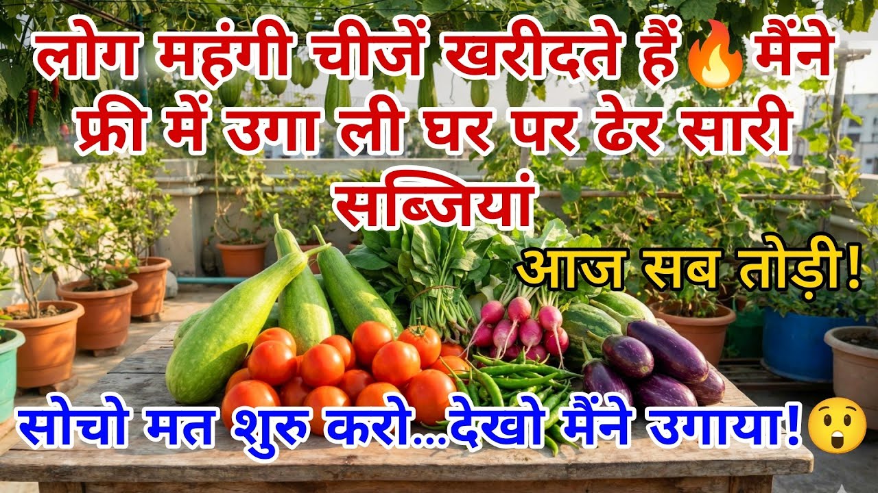 बिना महँगी खाद, बिना खर्च…🍅फिर भी ढेर सारी सब्ज़ियाँ! 😲देखिए Organic Vegetables Harvesting at Home 🏡